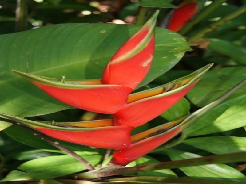 11 Whiteley Rd, Miallo QLD 4873