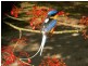 121 MT PERSEVERANCE RD, Julatten QLD 4871
