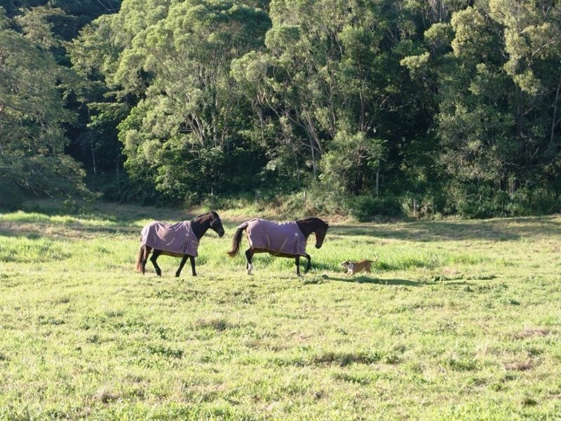 Lot 10 MT PERSEVERANCE RD, Julatten QLD 4871