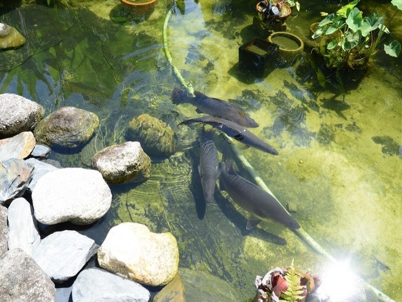 7 COOYA BEACH RD, Port Douglas QLD 4877