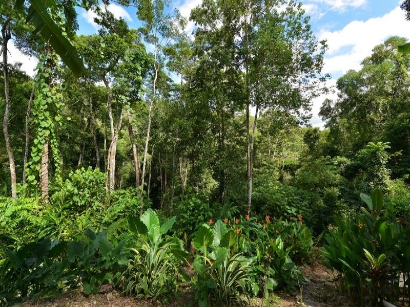 282 MOSSMAN-MT MOLLOY RD, Cassowary QLD 4873