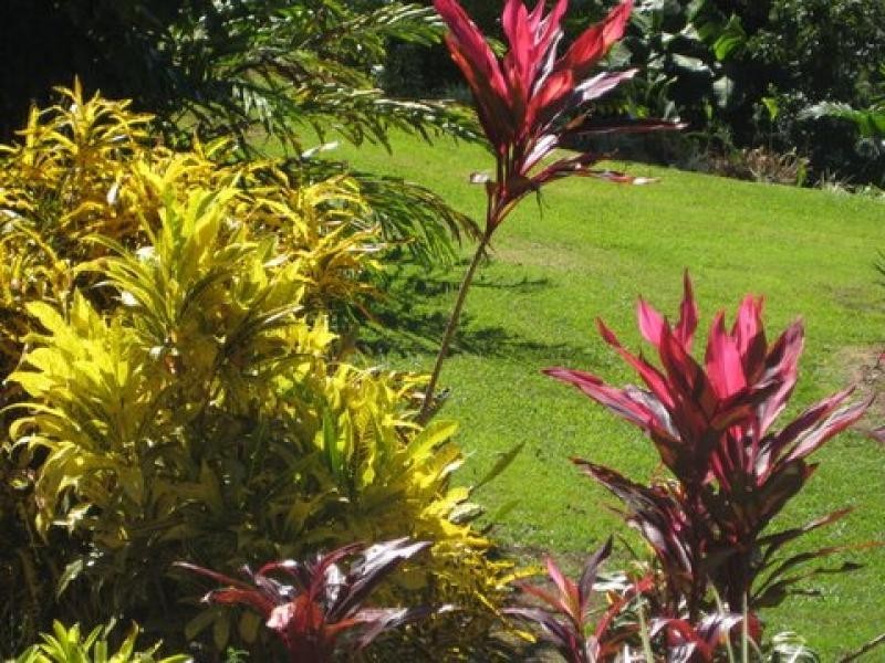 1299 Mossman-Daintree Rd, Rocky Point QLD 4873