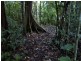 3726 CAPE TRIBULATION RD, Cape Tribulation QLD 4873