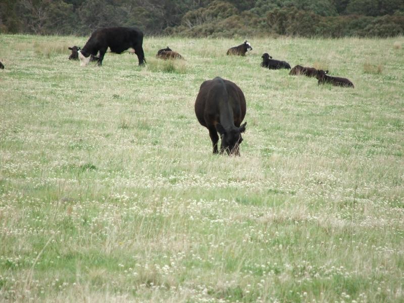 Springburn, Walcha NSW 2354