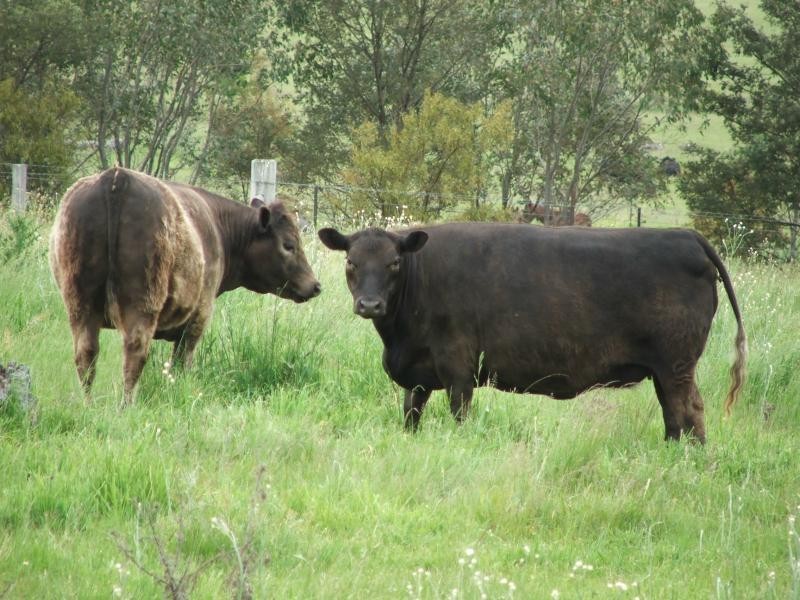 241 Armidale, Armidale NSW 2350