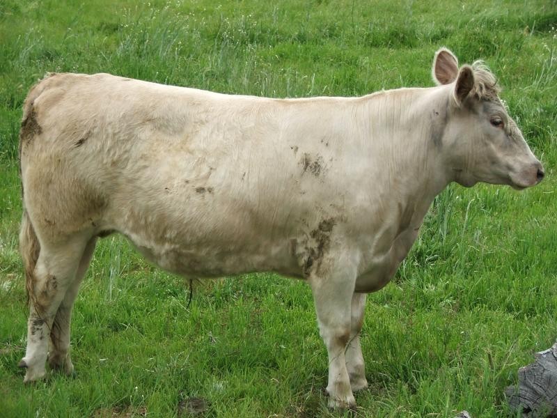 241 Armidale, Armidale NSW 2350