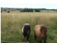 295 Platform rd, Armidale NSW 2350
