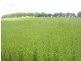 Guyra NSW 2365
