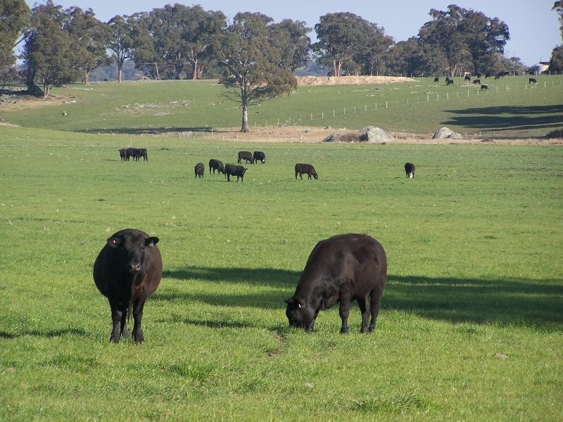 Guyra NSW 2365