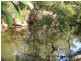 263 webbs rd, Redridge QLD 4660