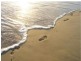 Mount Coolum QLD 4573