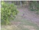 38 Chopin Ct, Nerang QLD 4211