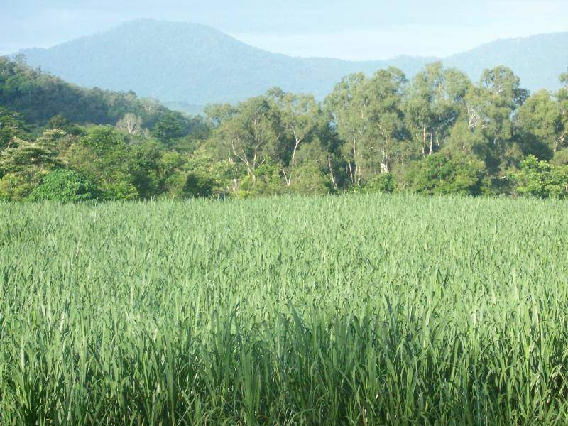 Lot 50 Mt Peter Road, Edmonton QLD 4869