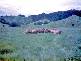 2-5-6-9 Douglas Creek Road, Daintree QLD 4873