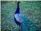 Lot 12 Harvey Creek Road, Deeral QLD 4871