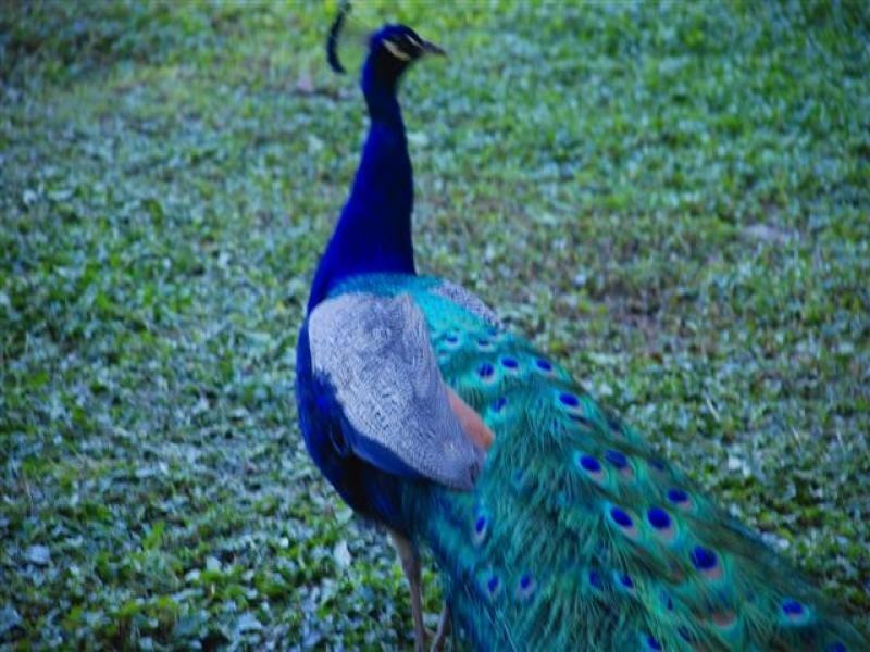 Lot 12 Harvey Creek Road, Deeral QLD 4871