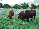 Lot 12 Harvey Creek Road, Deeral QLD 4871