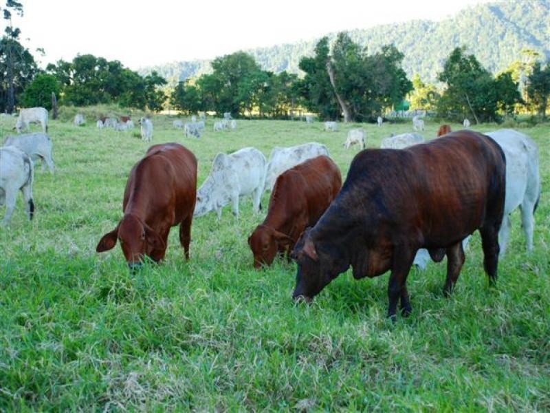 Lot 12 Harvey Creek Road, Deeral QLD 4871