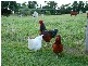 Lot 12 Harvey Creek Road, Deeral QLD 4871
