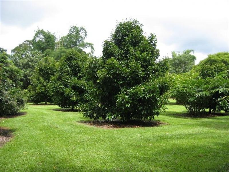Lot 1 (21) Munro Road, Bellenden Ker QLD 4871
