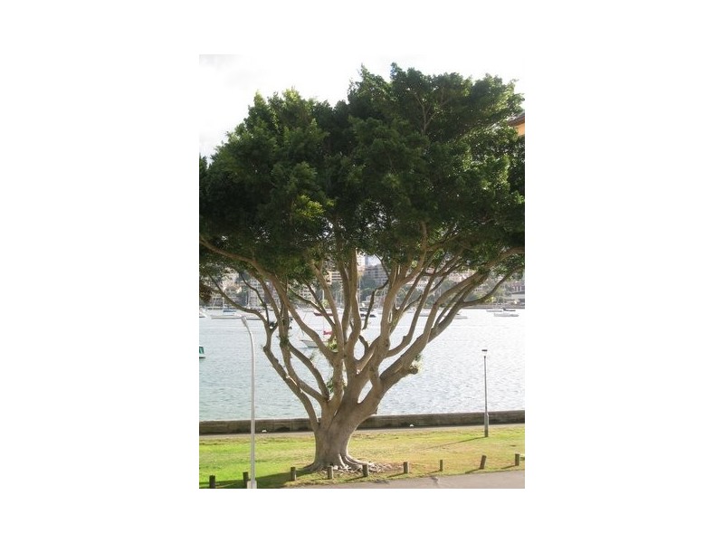 78  New Beach Road, Darling Point NSW 2027