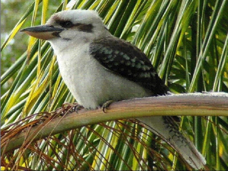 Port Macquarie NSW 2444