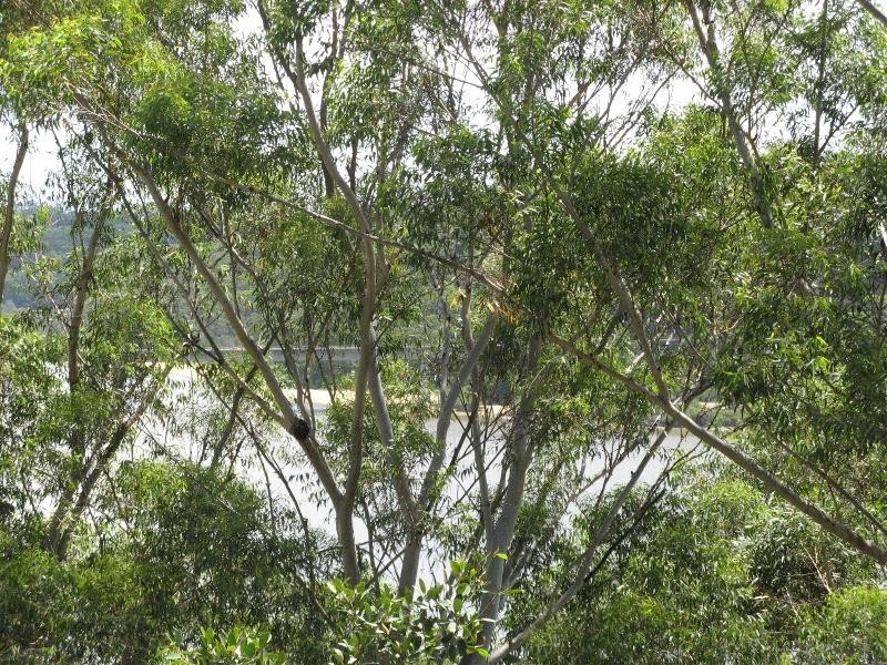 70 Renway Ave, Lugarno NSW 2210