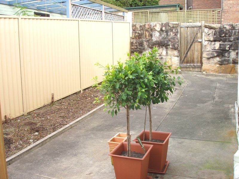 29 Westbourne Street, Petersham NSW 2049