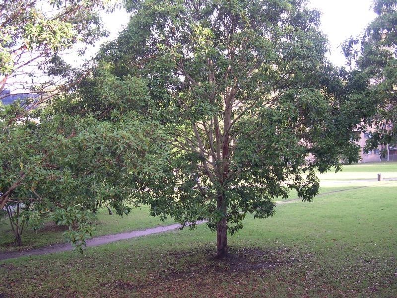 7/175  HERRING ROAD, North Ryde NSW 2113