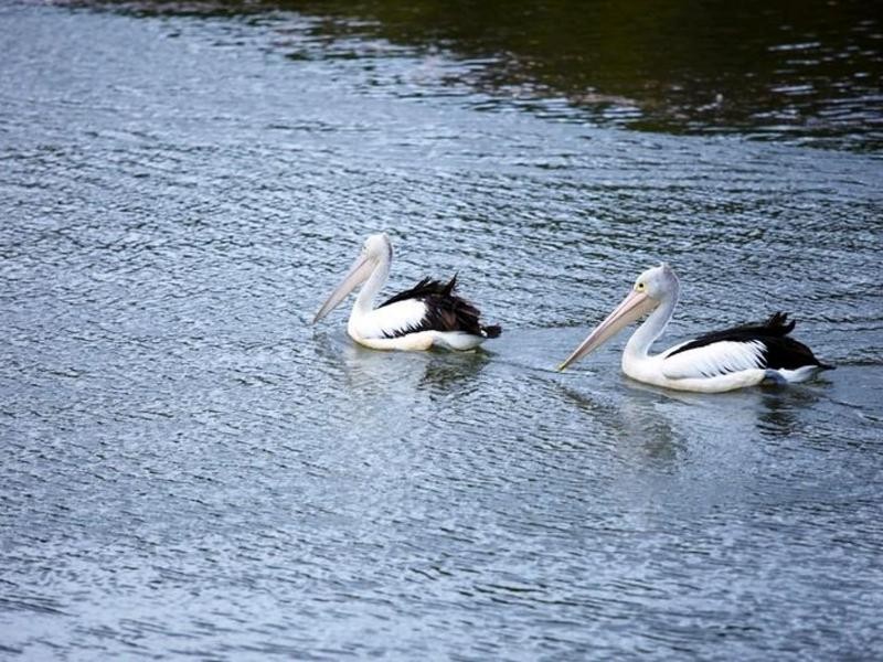 30/1 Cooks Ave, Canterbury NSW 2193