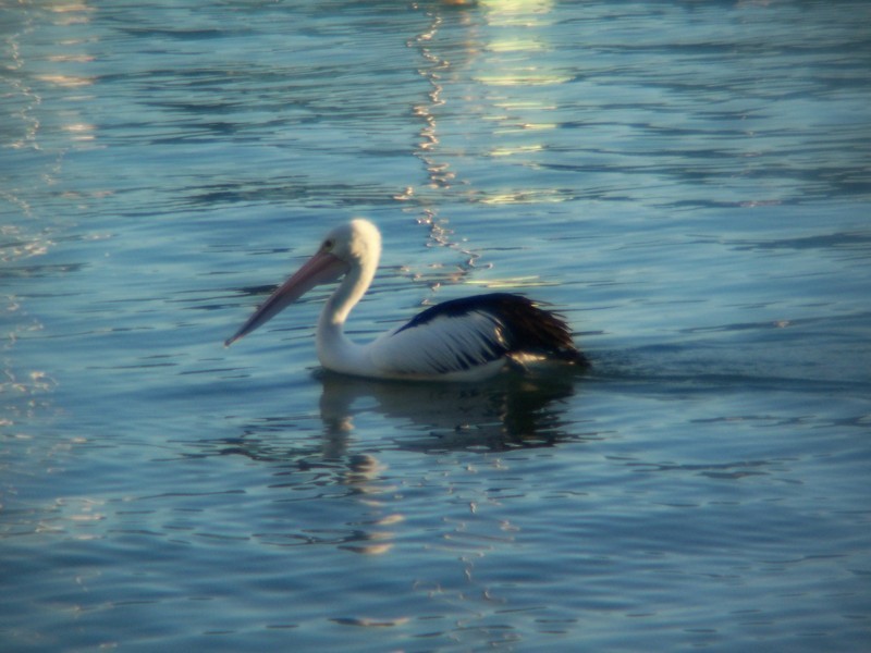 1/353 Victoria Place, Drummoyne NSW 2047