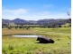 492 Gum Scrub Road, Gum Scrub NSW 2441