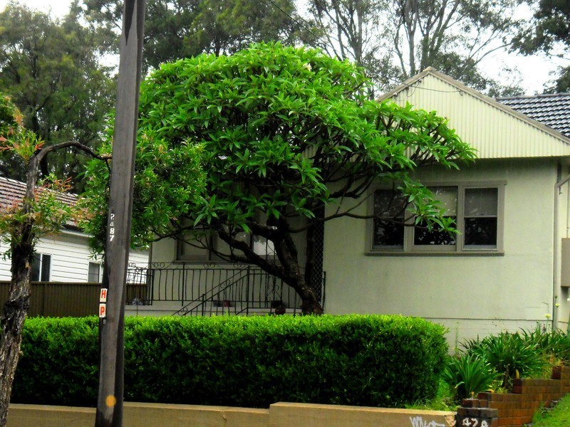 42 Stapleton street, Wentworthville NSW 2145