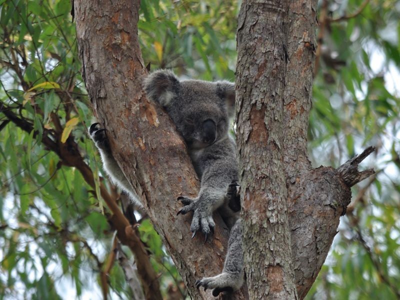 6 Heath Court, Cashmere QLD 4500