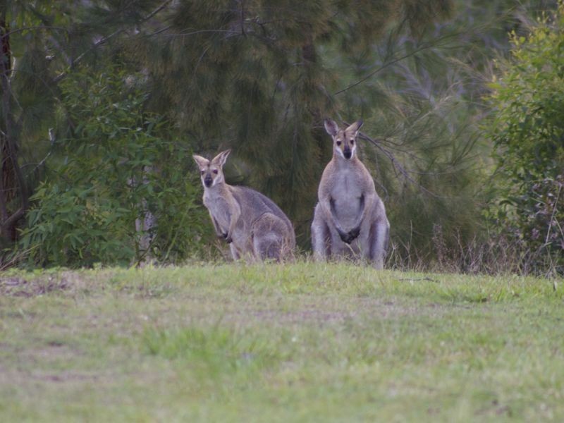 24/128 Murrays Road, Tanah Merah QLD 4128