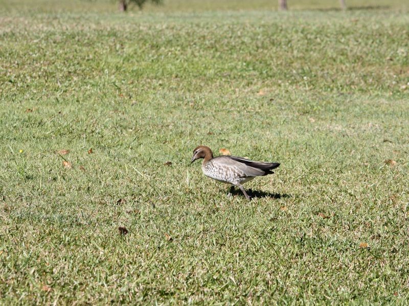 21 Lynette Way, Daisy Hill QLD 4127