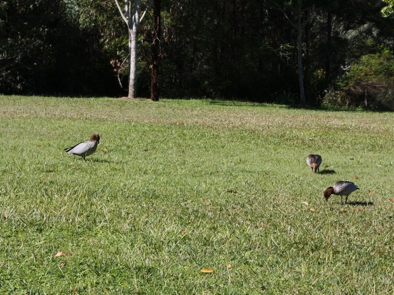 21 Lynette Way, Daisy Hill QLD 4127