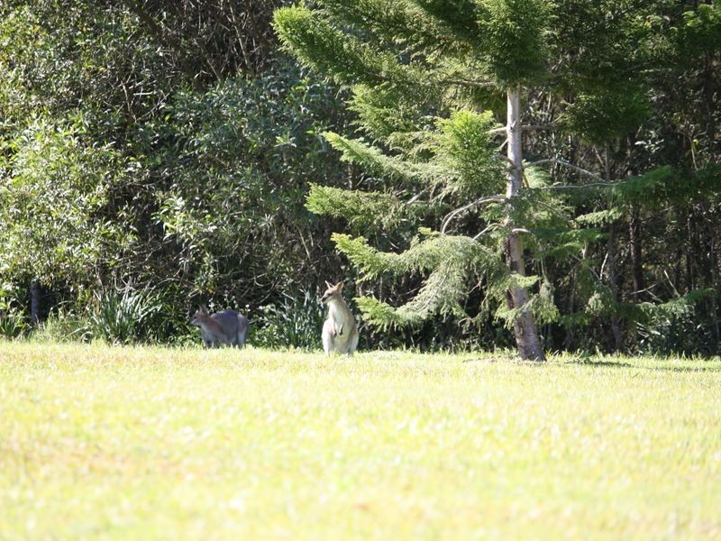 21 Lynette Way, Daisy Hill QLD 4127