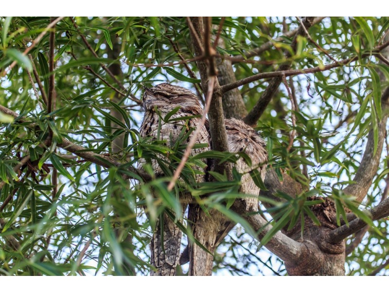 1-13 Bateke Road, Tamborine Mountain QLD 4272