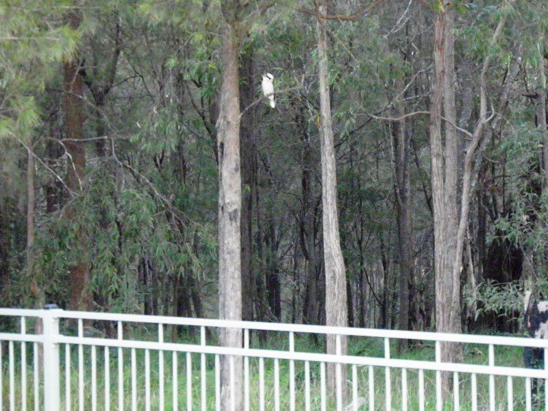 43 Plateau Drive, Springwood QLD 4127