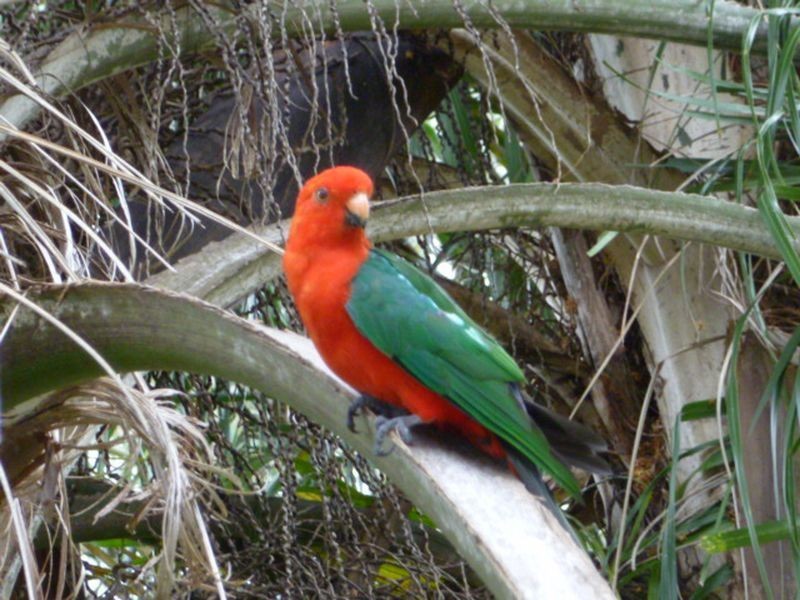 202 Boomerang Road, Tamborine QLD 4270