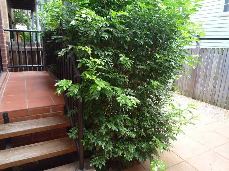 2/33 Alva Terrace, Gordon Park QLD 4031