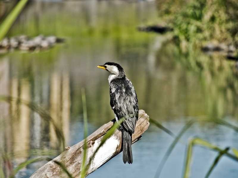 2/46-48 Thistle Street, Lutwyche QLD 4030