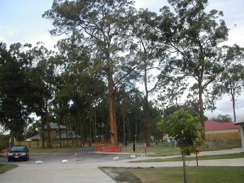 16 Tuckeroo Place, Sunnybank Hills QLD 4109