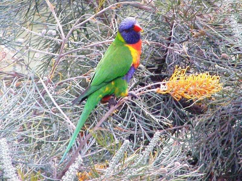 18 Bywood Street, Sunnybank Hills QLD 4109