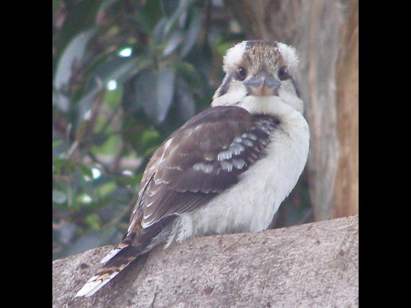 18 Bywood Street, Sunnybank Hills QLD 4109