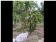 Ellen Grove QLD 4078