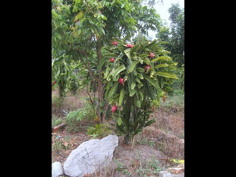 Ellen Grove QLD 4078
