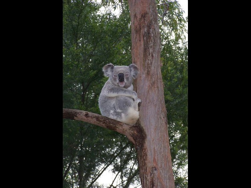 16-18 Rangeview Street, Rochedale South QLD 4123