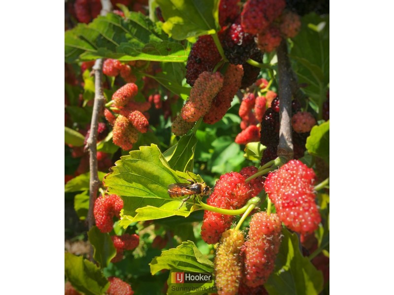 23 Joyce Street, Coopers Plains QLD 4108